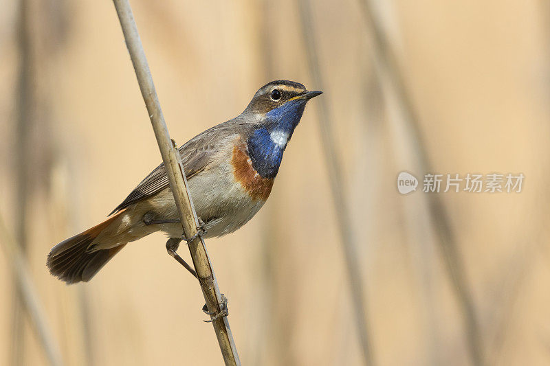 蓝喉男性(Luscinia svecica)